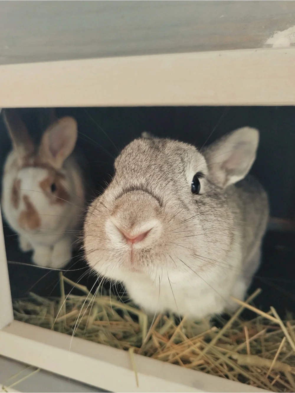 Just4Pets website https://justpets-co.store